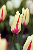 TULIPA MARILYN