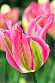 TULIPA VIRICHIC