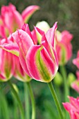 TULIPA VIRICHIC