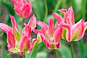 TULIPA VIRICHIC