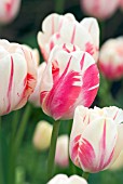 TULIPA SORBET