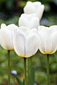 TULIPA ANGELS WISH