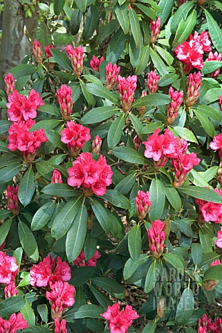 RHODODENDRON_CARY_ANNE