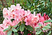 RHODODENDRON MARGARET FINDLAY