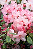 RHODODENDRON MARGARET FINDLAY