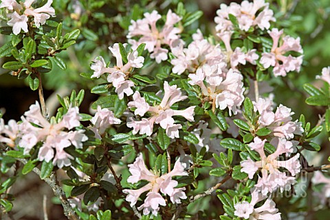 RHODODENDRON_MARICLEE