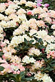 RHODODENDRON GOLDEN TORCH