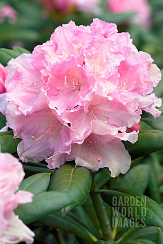 RHODODENDRON_MORNING_CLOUD