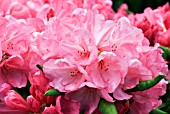 RHODODENDRON WALLY MILLER