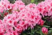 RHODODENDRON HAYDON DAWN