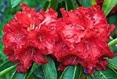 RHODODENDRON MARKEETAS PRIZE