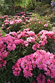 RHODODENDRON WALLY MILLER