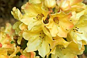 RHODODENDRON NANCY EVANS