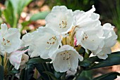 RHODODENDRON KOICHRIOWADA