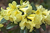 RHODODENDRON NANCOR