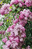 SYRINGA HYACINTHIFLORA ESTHER STALEY