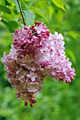 SYRINGA HYACINTHIFLORA ESTHER STALEY