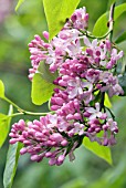 SYRINGA VULGARIS MACROSTACHYA