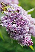 SYRINGA VULGARIS MADAME FRANCISQUE MOREL