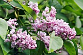 SYRINGA VULGARIS MADAME JULES FINGER