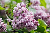 SYRINGA VULGARIS MADAME JULES FINGER