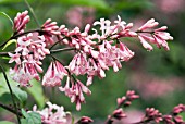 SYRINGA X JOSIFLEXA BELLICENT