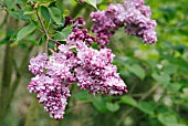 SYRINGA HYACINTHIFLORA ALICE EASTWOOD