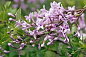 SYRINGA X LACINATA