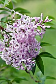 SYRINGA X HENRYI