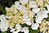 VIBURNUM PLICATUM F. TOMENTOSUM MARESII