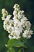 SYRINGA VULGARIS MADAME LEMOINE