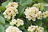 VIBURNUM PLICATUM GRANDIFLORUM