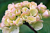 VIBURNUM PLICATUM GRANDIFLORUM