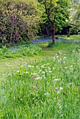 MEADOW FLOWERS AND BLUEBELLS IN WOODLAND