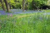 MEADOW FLOWERS AND BLUEBELLS IN WOODLAND
