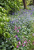 RED CAMPION; MYOSOTIS AND BLUEBELLS IN WOODLAND