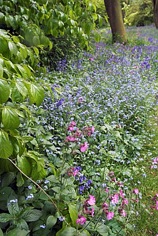 RED_CAMPION_MYOSOTIS_AND_BLUEBELLS_IN_WOODLAND