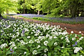 ALLIUM URSINUM AND BLUEBELLS  IN WOODLAND