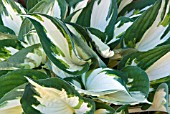 HOSTA FIRE AND ICE