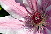 CLEMATIS LINCOLN STAR