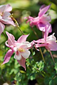 AQUILEGIA SPRING MAGIC