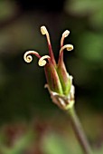 AQUILEGIA SEEDHEAD