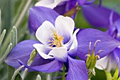 AQUILEGIA MAGIC BLUE