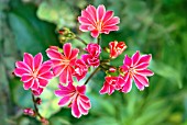 LEWISIA RAINBOW