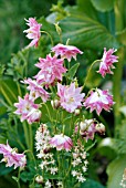 AQUILEGIA VULGARIS