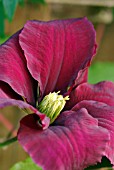 CLEMATIS NIOBE