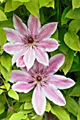 CLEMATIS LINCOLN STAR