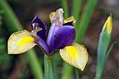 IRIS GYPSY BEAUTY