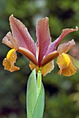 IRIS BRONZE BEAUTY