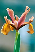 IRIS BRONZE BEAUTY